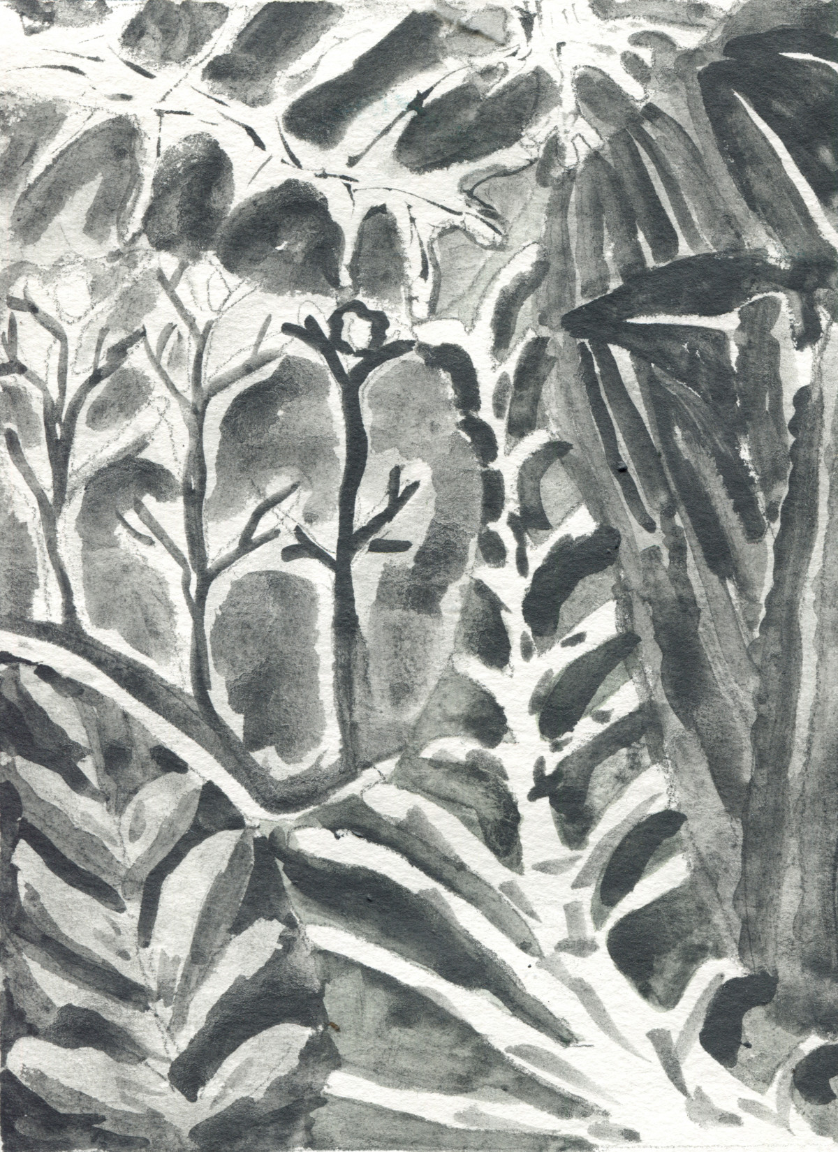 Wald (2), 2025, wasserlöslicher Graphit, 20,5 x 15 cm.